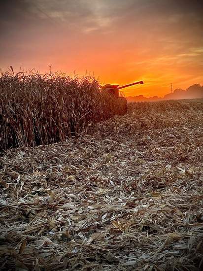 Harvesting corn