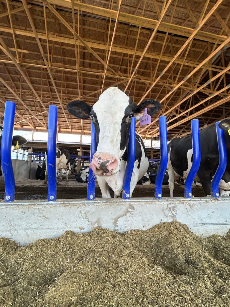 Cow feeding
